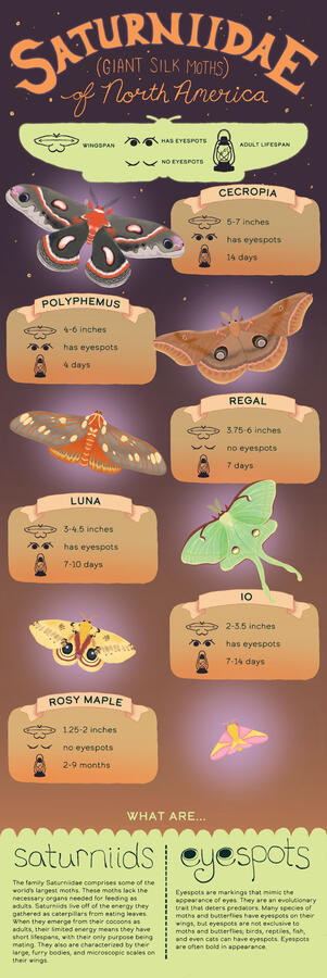 Saturniidae of North America